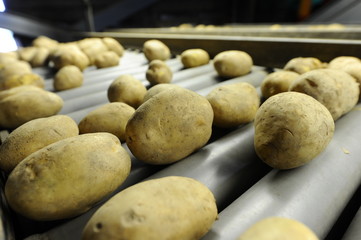 Potato sorting and processing line
