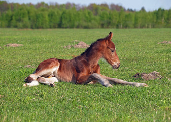 Naklejka na ściany i meble A little bay foal has a rest on a green meadow 
