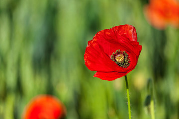 Red poppy in field