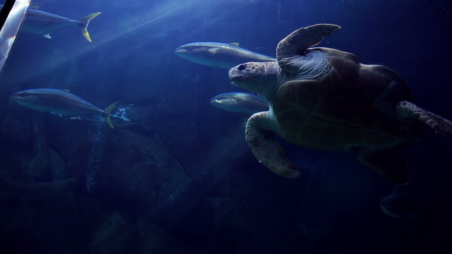 Turtle swimming in fish tank
