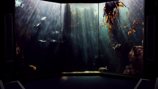 Penguin swimming in the fish tank