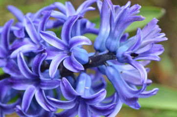 Hyacinth Flower