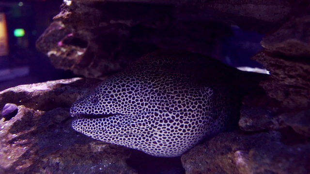 Sea creature in fish tank