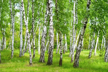  birch grove © balakleypb