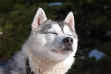 husky with a happy. calm and relaxed. © gekkon4ik