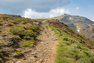 Mountain path through blooming rhododendron valley to Pip Ivan m