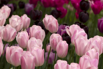 Skagit County Tulip Festival