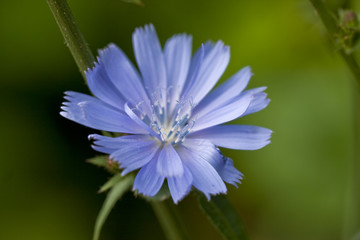 Chicory flower