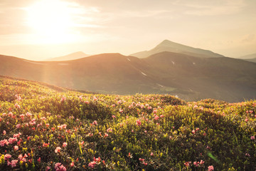Beautiful mountain landscape with blooming pink rhododendron flo