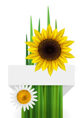 Flower bacgkround with ribbon, daisy and sunflower isolated with empty space for text