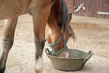 Pony eating from a skip 