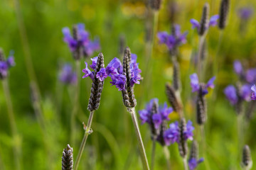Fototapeta premium Lavender Flowers