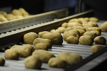 Potatoes - sorting line