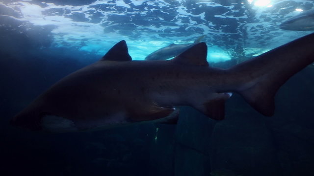Shark swimming in the fish tank
