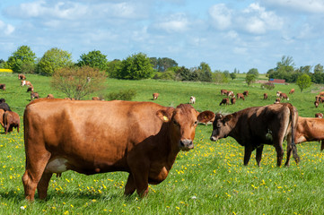 Cows on a field