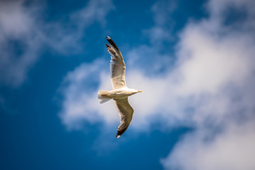 Gaviota