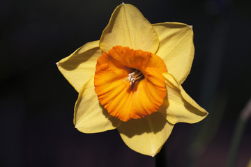 Closeup photo of a Yellow daffodil flower on a black background
