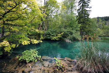 Fototapeta premium Plitvice lakes national park