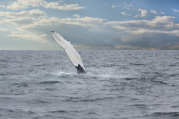 humpback whale fin slapping