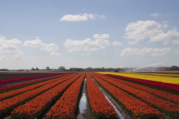 Colored tulips in a row with a blue sky.
