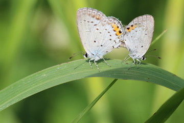 ツバメシジミの交尾