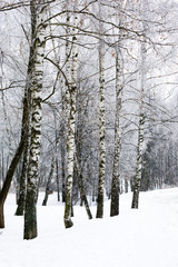 Birch winter alley