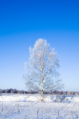 Winter landscape of frosty tree
