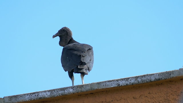 Full size view of vulture found the coastline of Venezuela, South America. The Black Vulture (Coragyps atratus). Featherless head and sharp curved beak are perfect for digging into the kill.