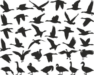 Bird wild geese - 85617081