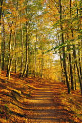 herbstlicher Waldweg