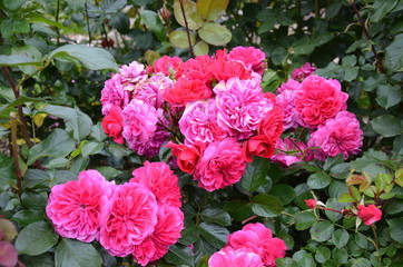 Rosier rose et rouge