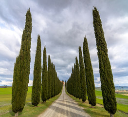 Idyllic Tuscan landscape with cypress alley near Pienza, Val d'Orcia, Italy