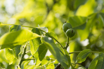 green walnut in the housing