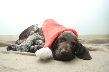 Christmas Pointer