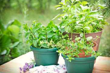 Fresh herbs in pots