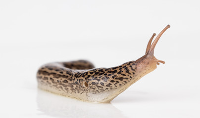 leopard slug close up showing mantle, tentacles and pneumostome, a breathing pore. - obrazy, fototapety, plakaty