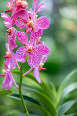 Naklejka na ściany i meble Colourful orchid flowers on bright summer day