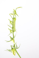Tobacco hornworm  has eaten immature fruit off tomato cluster. Manduca sexta