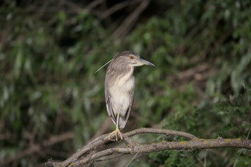 Black-crowned night-heron, Nycticorax nycticorax