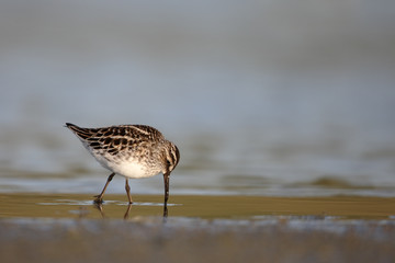 Broad-billed sandpiper, Limicola falcinellus