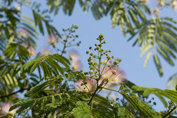 mimosa pudica.