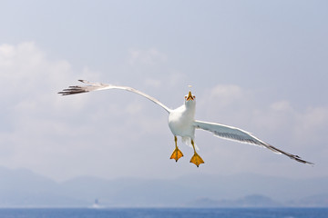 acrobatic flight of a seagull