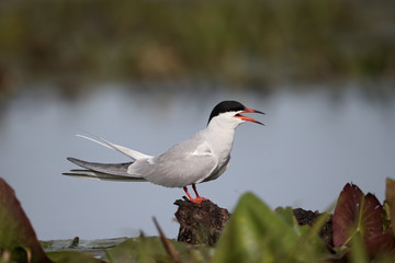 Common tern, Sterna hirundo
