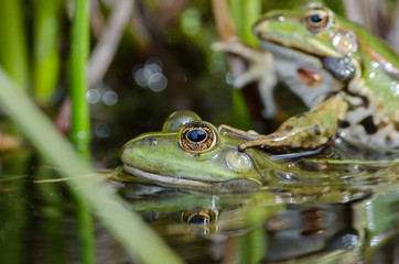 Teichfrosch