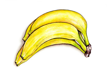 Bunch of bananas isolated on white background. Watercolor illustration