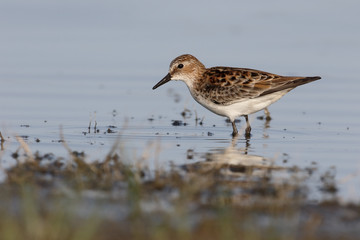 Little stint, Calidris minuta