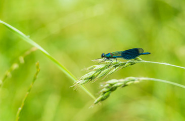 Blauflügel-Prachtlibelle