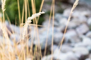 Pebble spica