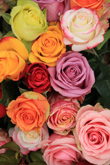 Multicolored wedding roses