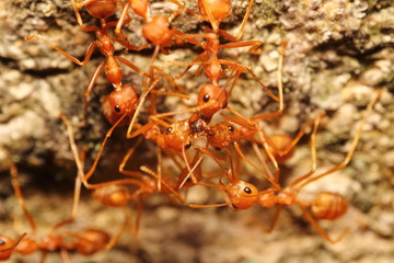 Small insect in the garden